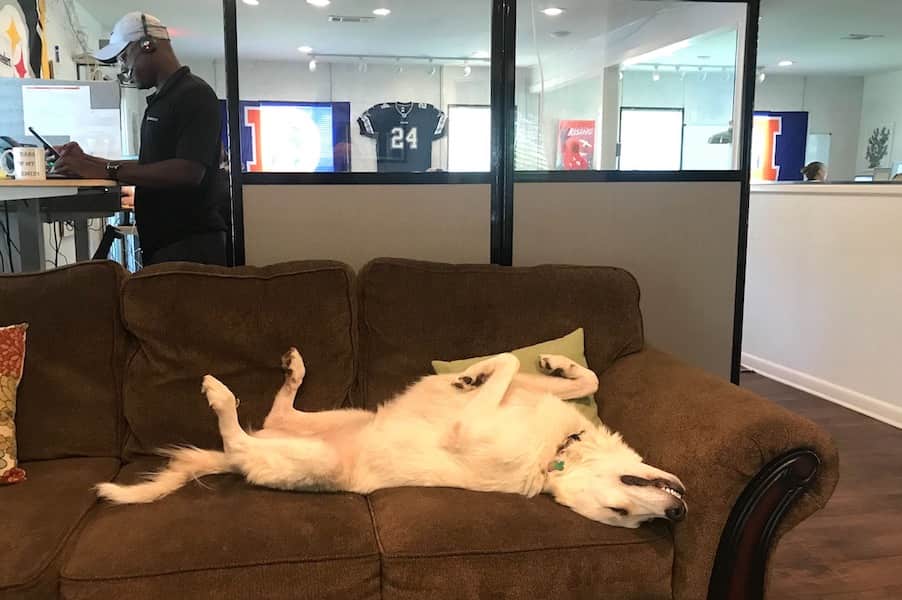 Service Direct Dogs At Office